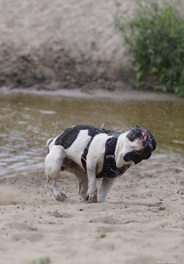19 Adorable and Funny Dogs That Will Make You Smile