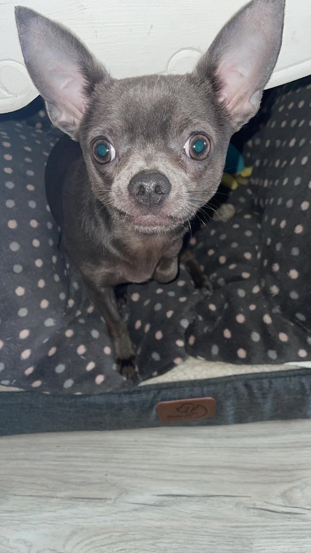 19 Adorable and Funny Dogs That Will Make You Smile