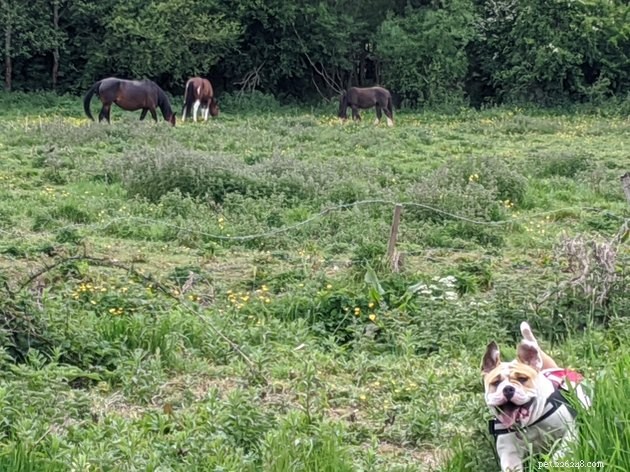 19 Adorable and Funny Dogs That Will Make You Smile