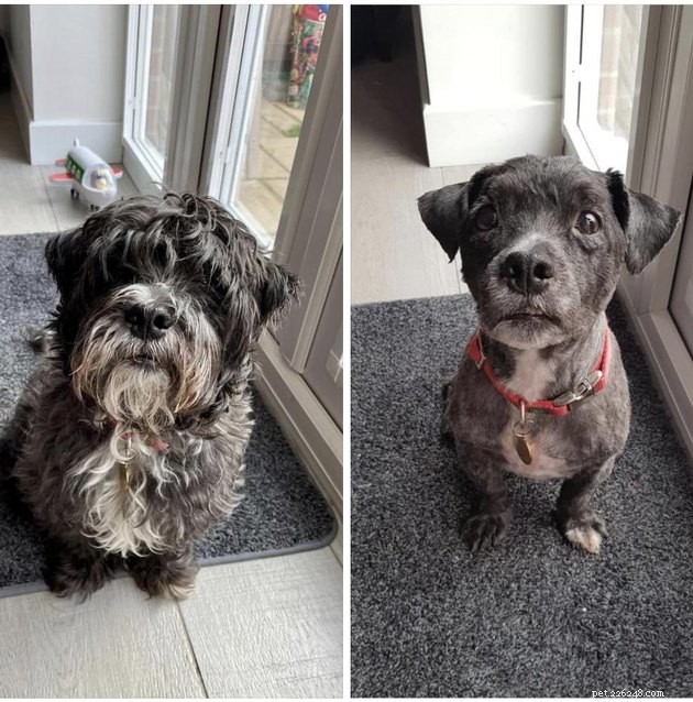 18 Dogs Revamped: Stunning Transformations After Professional Grooming