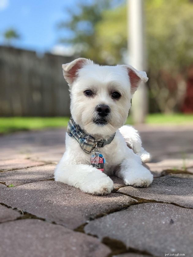 18 Dogs Revamped: Stunning Transformations After Professional Grooming