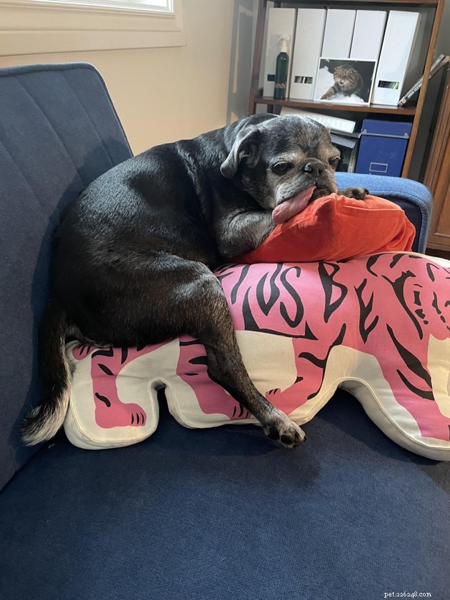 19 Adorable and Funny Dogs That Will Make You Smile