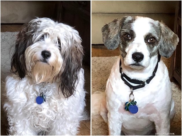 18 Dogs Revamped: Stunning Transformations After Professional Grooming