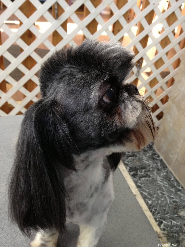 18 Dogs Revamped: Stunning Transformations After Professional Grooming