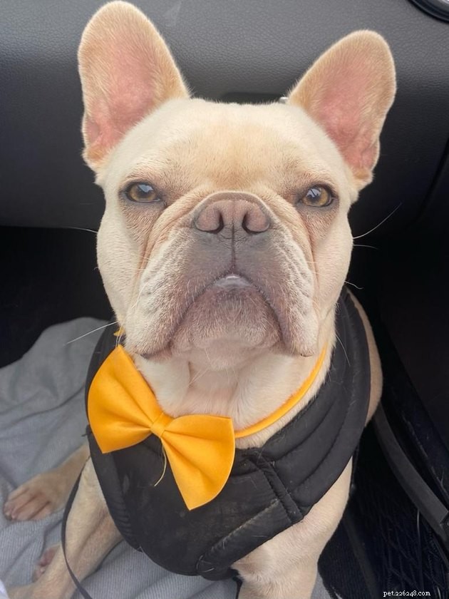 18 Dogs Revamped: Stunning Transformations After Professional Grooming