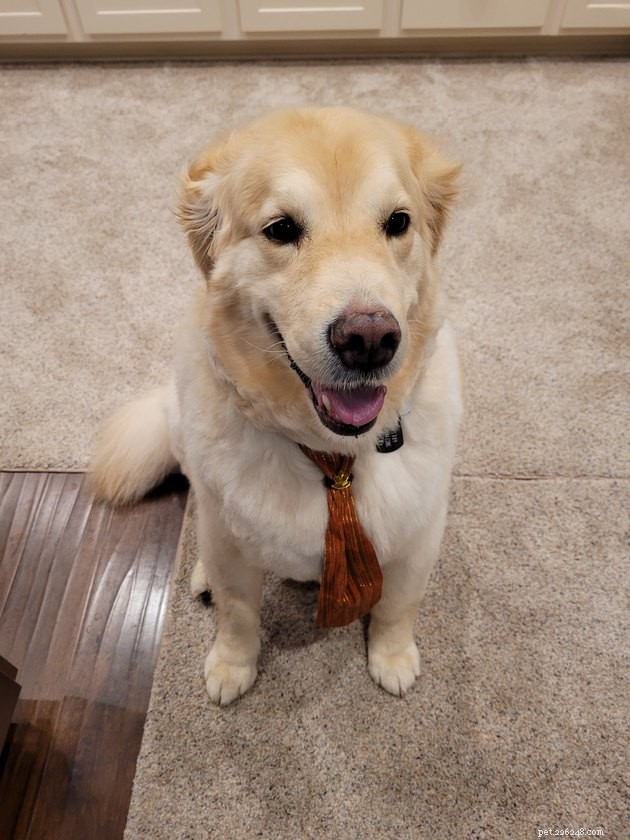 18 Dogs Revamped: Stunning Transformations After Professional Grooming