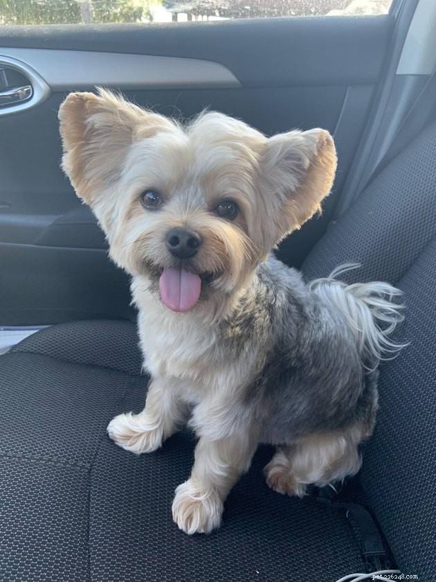 18 Dogs Revamped: Stunning Transformations After Professional Grooming
