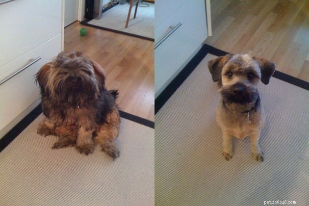 18 Dogs Revamped: Stunning Transformations After Professional Grooming