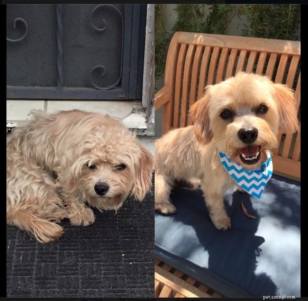 18 Dogs Revamped: Stunning Transformations After Professional Grooming