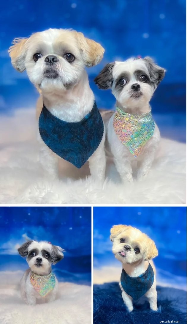 18 Dogs Revamped: Stunning Transformations After Professional Grooming