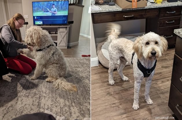 18 Dogs Revamped: Stunning Transformations After Professional Grooming