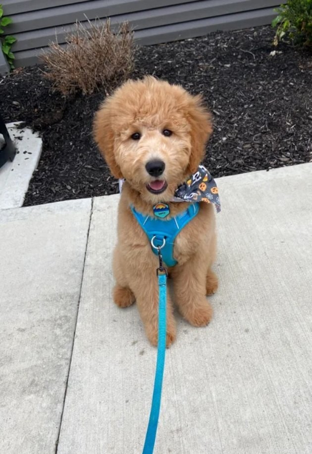 18 Dogs Revamped: Stunning Transformations After Professional Grooming
