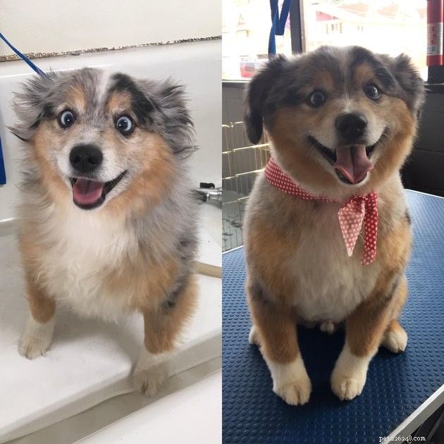 18 Dogs Revamped: Stunning Transformations After Professional Grooming