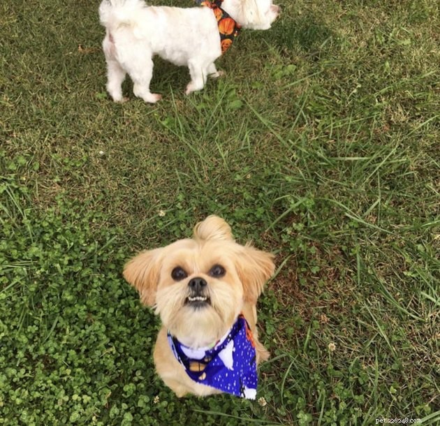 18 Dogs Revamped: Stunning Transformations After Professional Grooming