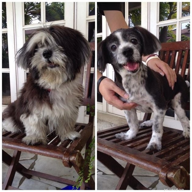 18 Dogs Revamped: Stunning Transformations After Professional Grooming