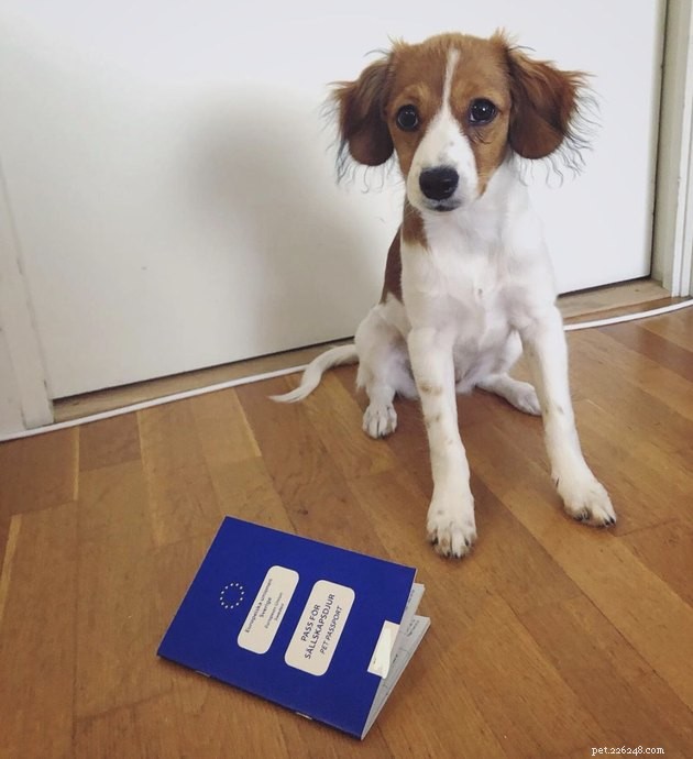 22 Dogs Ready to Travel Worldwide with All the Proper Paperwork