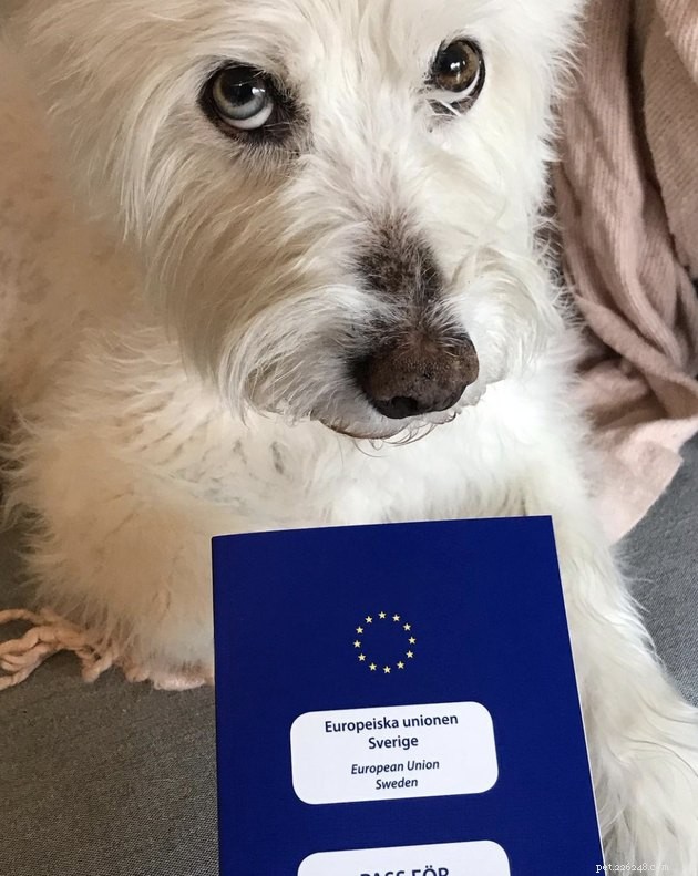 22 Dogs Ready to Travel Worldwide with All the Proper Paperwork