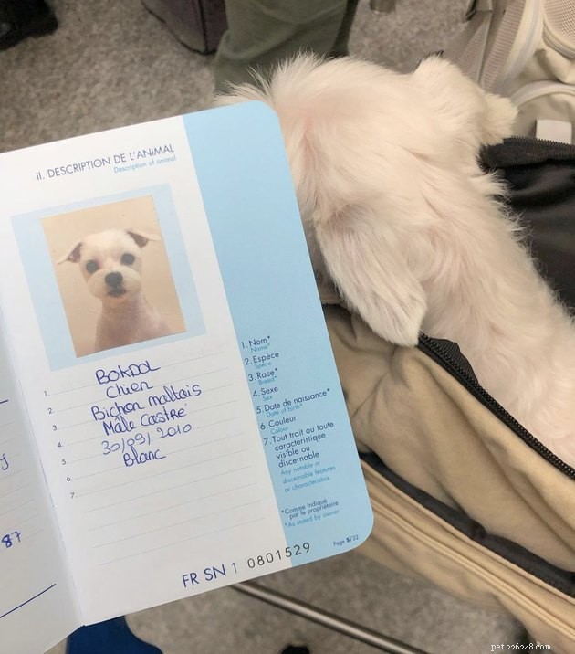 22 Dogs Ready to Travel Worldwide with All the Proper Paperwork