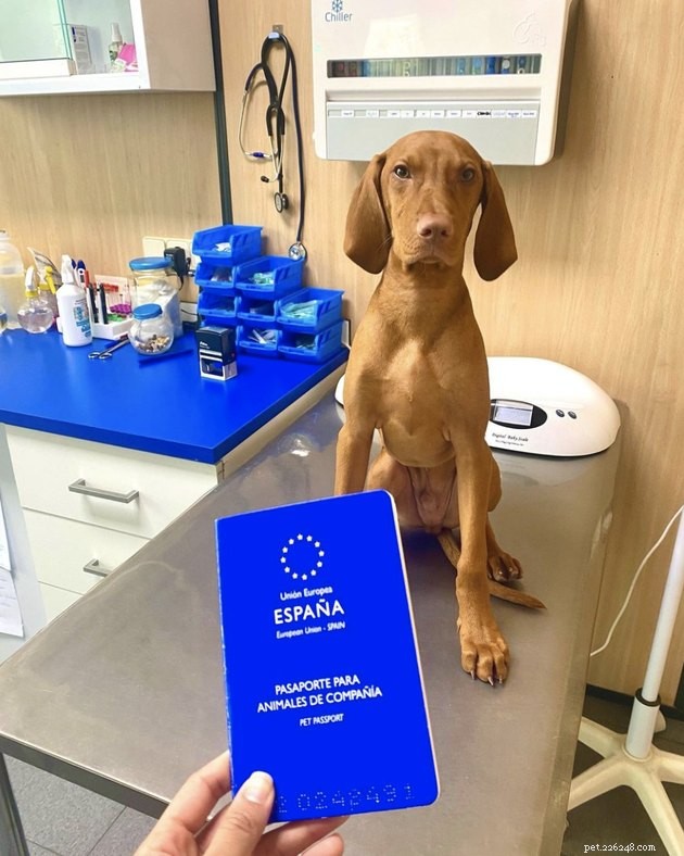 22 Dogs Ready to Travel Worldwide with All the Proper Paperwork