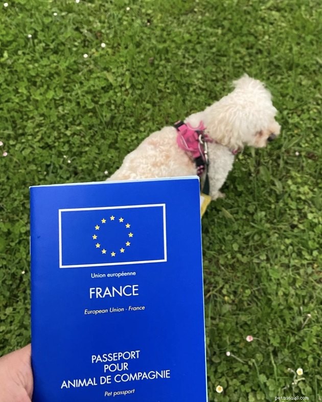 22 Dogs Ready to Travel Worldwide with All the Proper Paperwork
