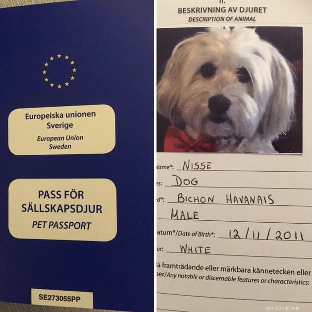 22 Dogs Ready to Travel Worldwide with All the Proper Paperwork