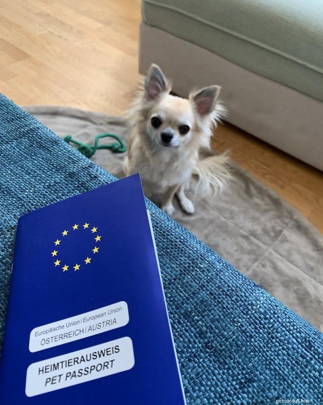 22 Dogs Ready to Travel Worldwide with All the Proper Paperwork