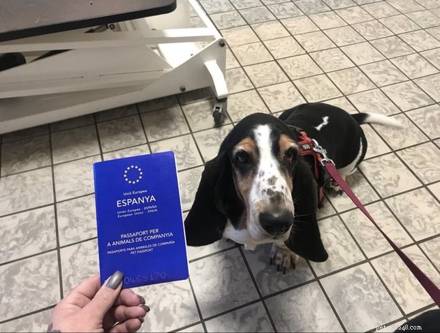 22 Dogs Ready to Travel Worldwide with All the Proper Paperwork