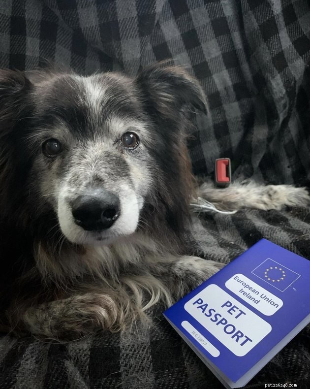 22 Dogs Ready to Travel Worldwide with All the Proper Paperwork