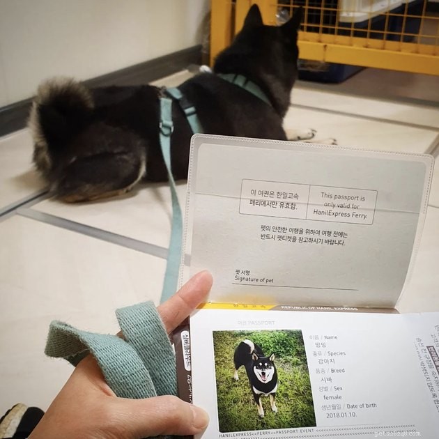 22 Dogs Ready to Travel Worldwide with All the Proper Paperwork