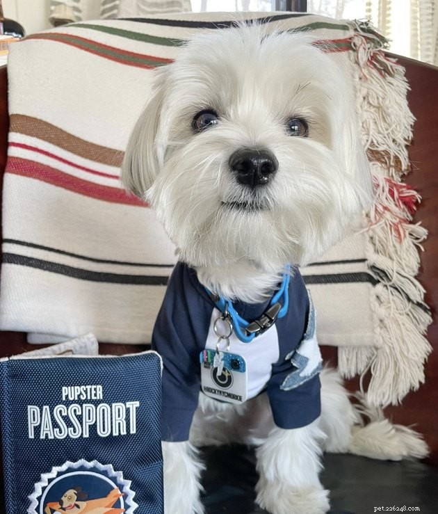 22 Dogs Ready to Travel Worldwide with All the Proper Paperwork