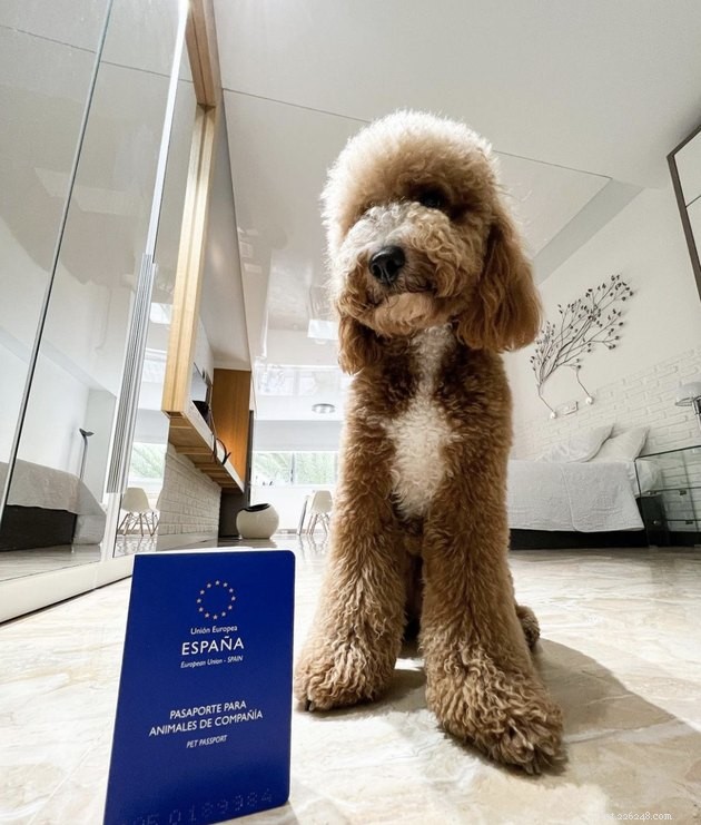22 Dogs Ready to Travel Worldwide with All the Proper Paperwork