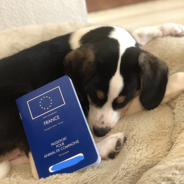 22 Dogs Ready to Travel Worldwide with All the Proper Paperwork