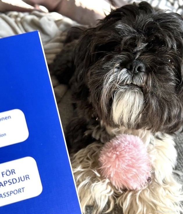 22 Dogs Ready to Travel Worldwide with All the Proper Paperwork
