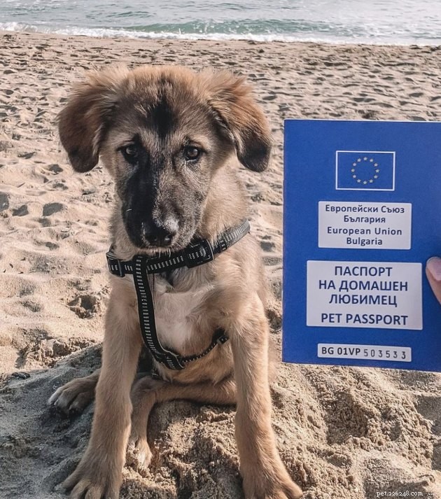 22 Dogs Ready to Travel Worldwide with All the Proper Paperwork