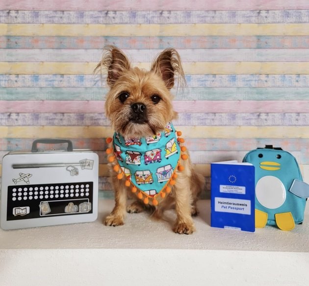 22 Dogs Ready to Travel Worldwide with All the Proper Paperwork