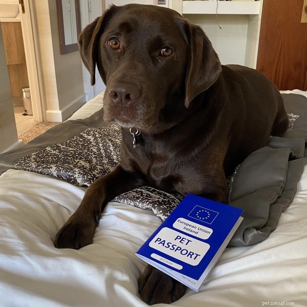 22 Dogs Ready to Travel Worldwide with All the Proper Paperwork