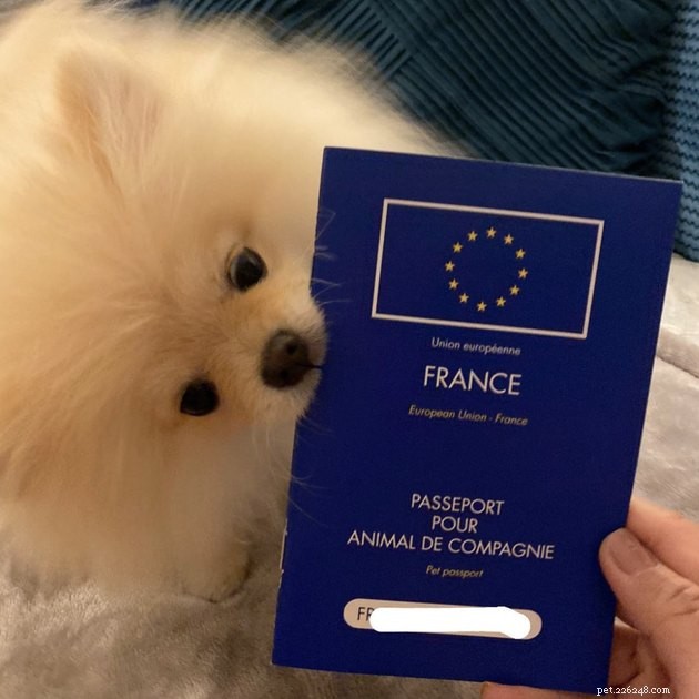 22 Dogs Ready to Travel Worldwide with All the Proper Paperwork