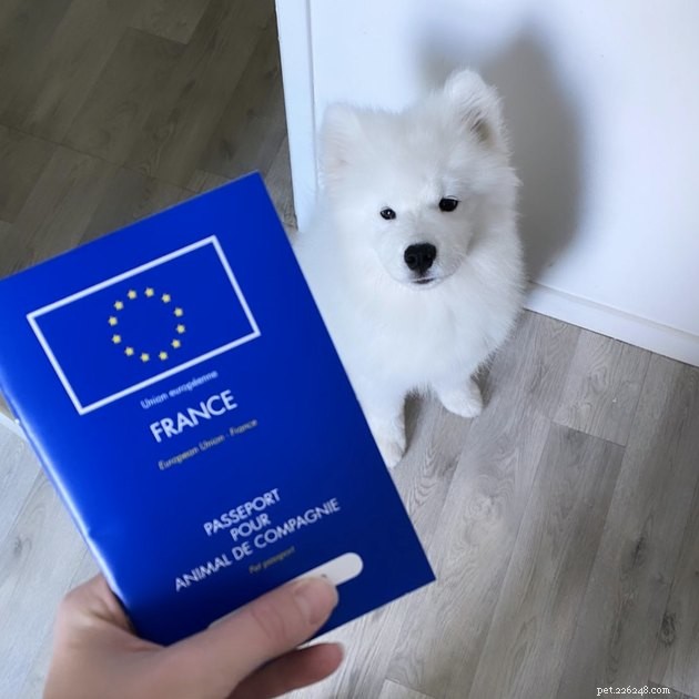 22 Dogs Ready to Travel Worldwide with All the Proper Paperwork