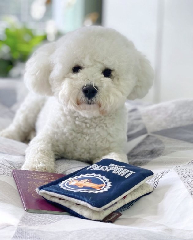 22 Dogs Ready to Travel Worldwide with All the Proper Paperwork