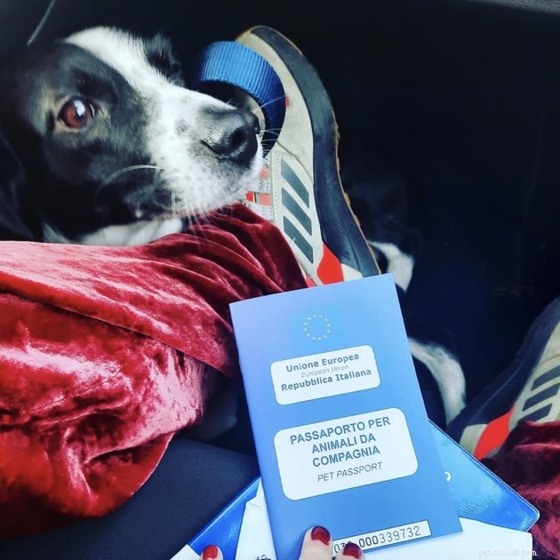 22 Dogs Ready to Travel Worldwide with All the Proper Paperwork