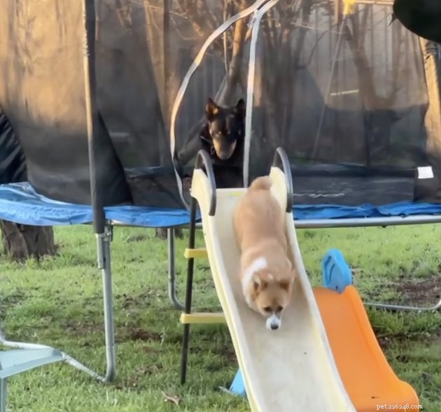 18 Dogs Enjoy Exciting Slides at the Park