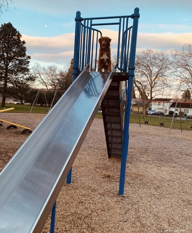 18 Dogs Enjoy Exciting Slides at the Park