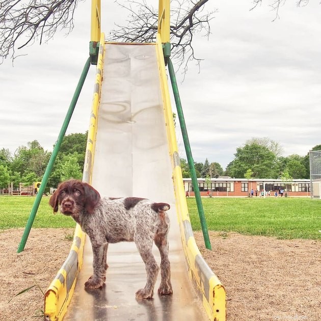 18 Dogs Enjoy Exciting Slides at the Park