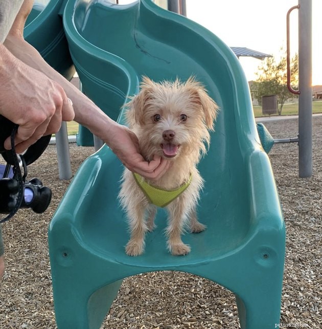 18 Dogs Enjoy Exciting Slides at the Park