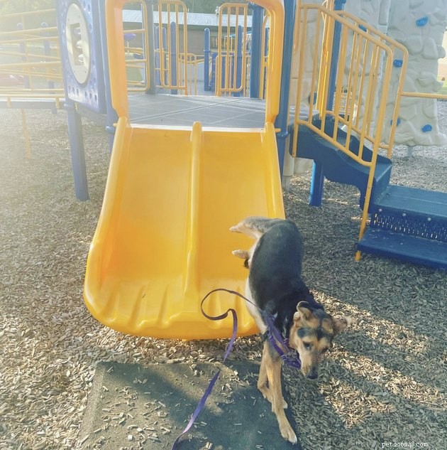 18 Dogs Enjoy Exciting Slides at the Park