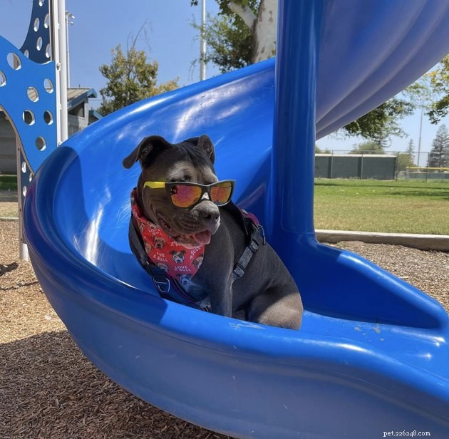 18 Dogs Enjoy Exciting Slides at the Park