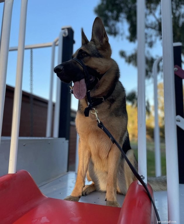 18 Dogs Enjoy Exciting Slides at the Park