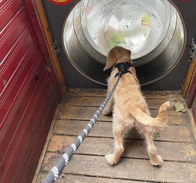 18 Dogs Enjoy Exciting Slides at the Park