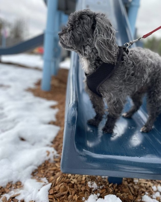 18 Dogs Enjoy Exciting Slides at the Park