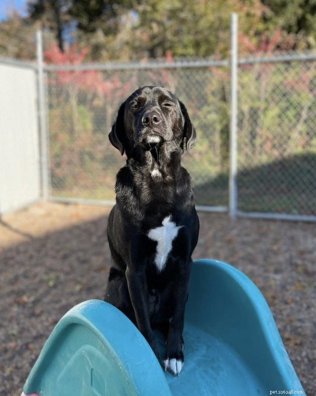 18 Dogs Enjoy Exciting Slides at the Park